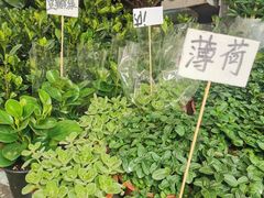 -曲阳花鸟市场(曲阳路店)