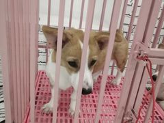 -白夜2D咖啡馆