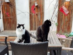 -喵屿·大理花园猫咖