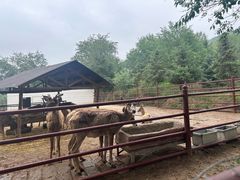 -青藏高原野生动物园