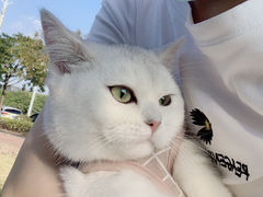 -lincat·猫舍(广州店)
