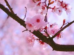 -白塘生态植物园