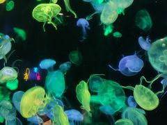 -珠海长隆海洋王国