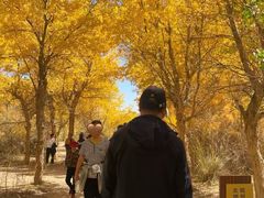 -金塔沙漠胡杨林景区
