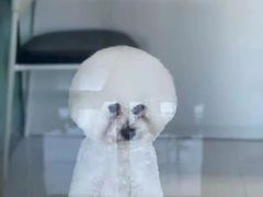 -欧奕国际动物医院