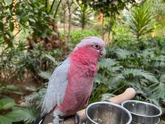 -南宫五洲植物乐园