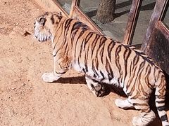 -云南野生动物园