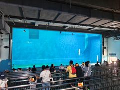 -芜湖新华联大白鲸海洋公园