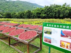 -亚龙湾国际玫瑰谷