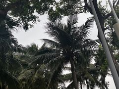 -希尔顿南海酒店·观廊大堂吧·海景下午茶