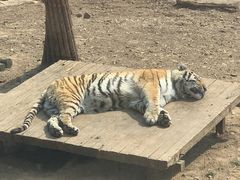 -大连森林动物园