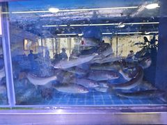 -八仔大富楼·河鲜(西江店)