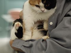 -安格丽娜·狗咖·猫咖羊驼咖(春熙路百盛商场店)