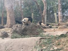 -都江堰中华大熊猫苑