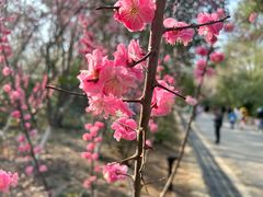 -大蜀山国家森林公园