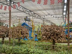 -南宫五洲植物乐园