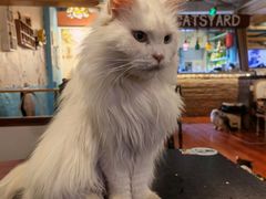 -猫小院猫主题咖啡厅(北锣店)