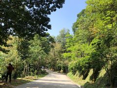 -中山市树木园