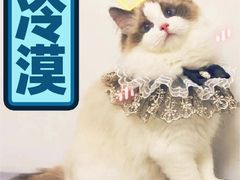 -欣宠猫屋·矮脚拿破仑·蓝金金渐层