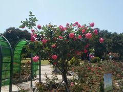 -东莞植物园