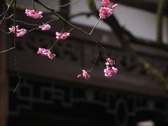 -杭州植物园