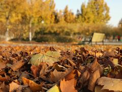 -永定河休闲森林公园