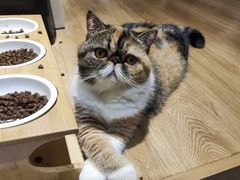 -滚猫咖啡·猫咖·猫友好撸猫(未来城店)