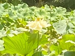 -陈家山荷花公园