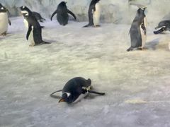 -芜湖新华联大白鲸海洋公园