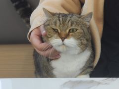 -喵园·猫主题咖啡厅·撸猫·猫咖(国贸店)