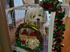 -宠物寄养训练学校