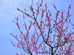 -秀丽东方