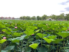 -长春市南湖公园