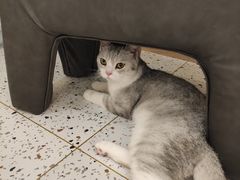 -猫域·湾主题猫咖·宠物吧(南坪城市广场店)
