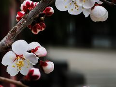 -北京十三陵国家森林公园蟒山景区