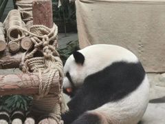 -灵玲国际马戏城
