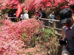 -木兰云雾山