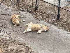 -大连森林动物园