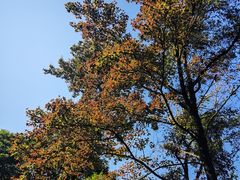 -广州市石门国家森林公园