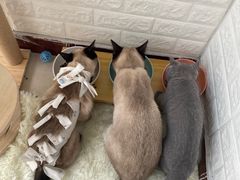 -联萌宠物医院(猫病专科)