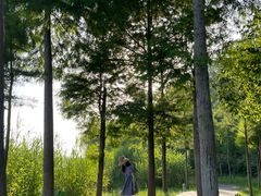 -合肥滨湖国家森林公园