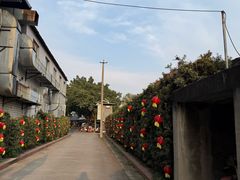 -胖大姐黄辣丁鱼庄(新津店)