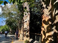 -深圳仙湖植物园