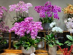 -双季花艺园艺市场(浦东店)