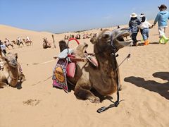-银肯塔拉沙漠生态旅游景区