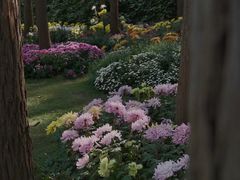 -上海共青森林公园