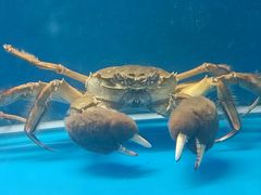 -虾蟹阁小龙虾大闸蟹(文明路店)