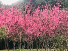 -花溪公园