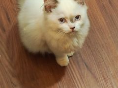 -楼上猫咖(罗湖店)