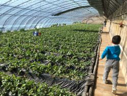 -蓝呗呗蓝莓草莓采摘园(通州区马驹桥店)